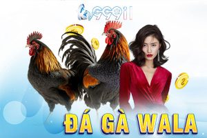 đá gà wala